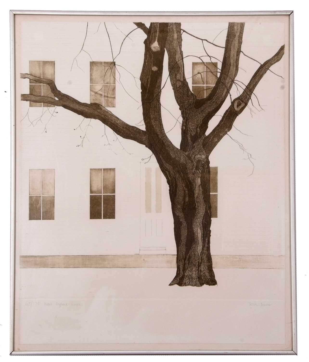 Tessa Beaver (British,b.1932), 'New England Maple', limited edition engraving with aquatint on - Image 2 of 2