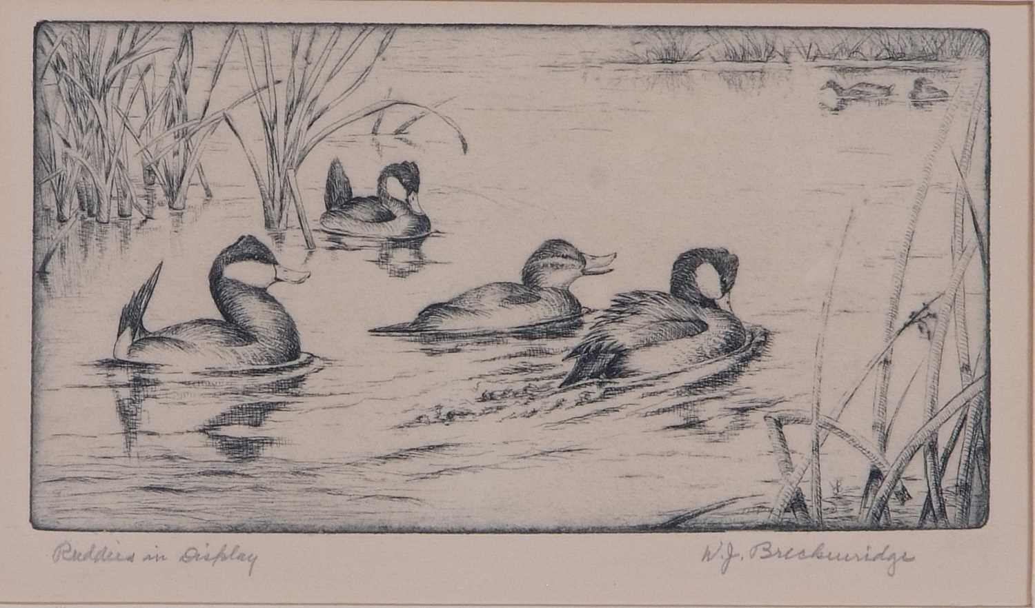 Walter John Breckenridge (1903-2003), 'Ruddies in Dipley' and 'Courting Buffleheader', - Image 2 of 5