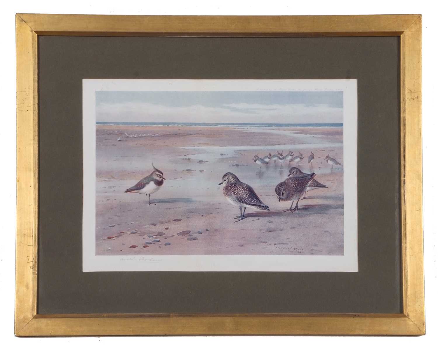 Archibald T. Thorburn (1860-1935), A set of twelve; Gamebirds, Wildfowl and Shorebirds, coloured - Image 18 of 25