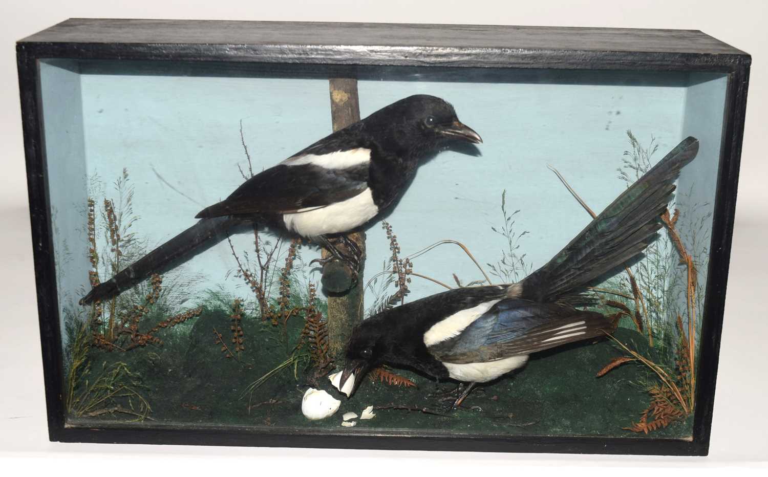 late 20th century taxidermy cased pair of Common Magpies (Pica pica) set in naturalistic setting - Image 2 of 6