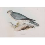 John and Elizabeth Gould (British, 19th century), 'Pallid Harrier. Circus Pallidus: (Sykes)', hand