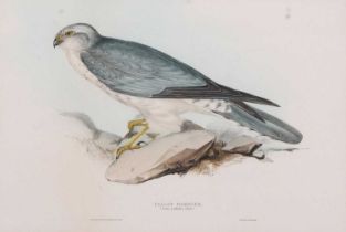 John and Elizabeth Gould (British, 19th century), 'Pallid Harrier. Circus Pallidus: (Sykes)', hand