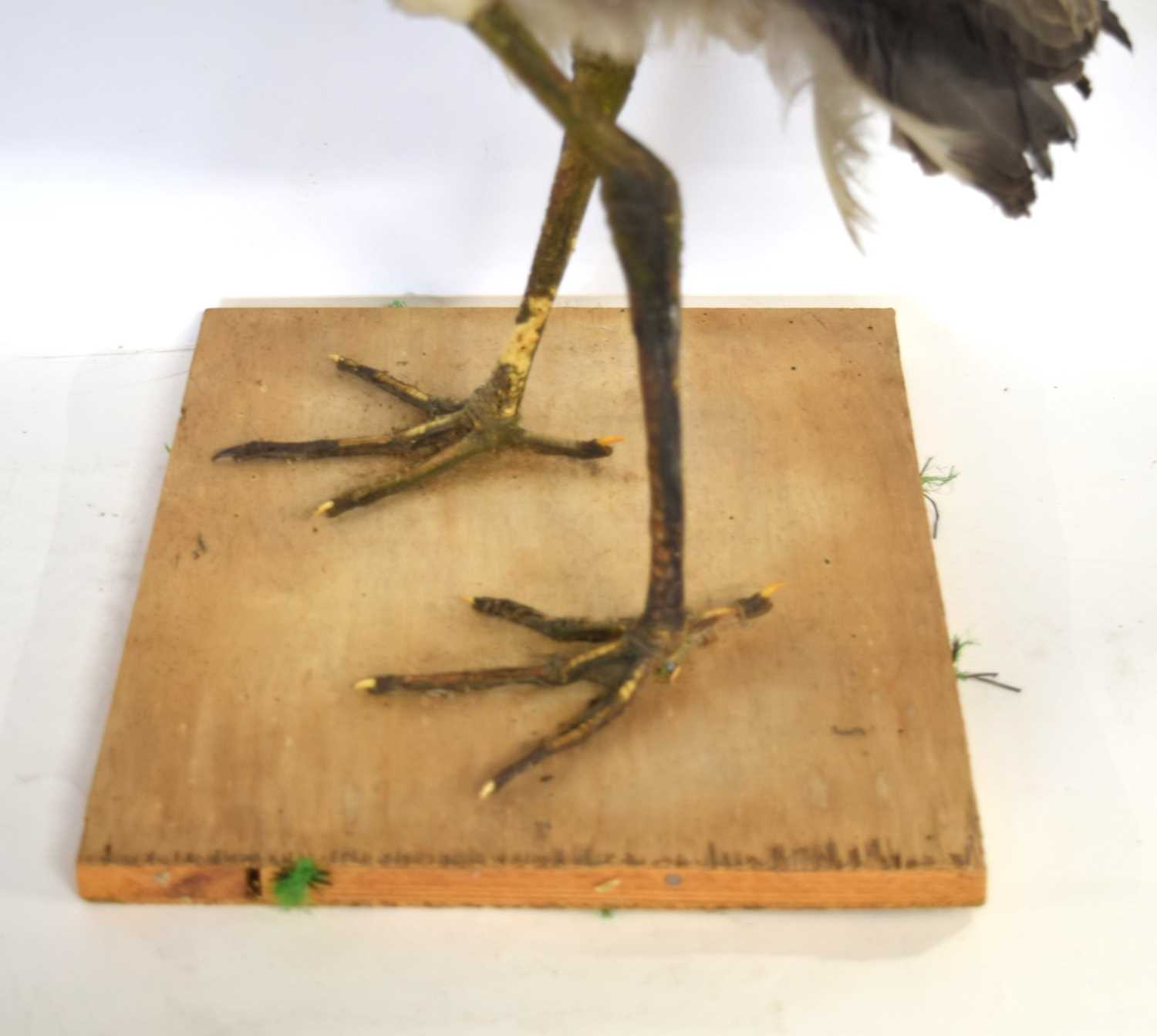 20th century uncased and unattributed Taxidermy Grey Heron (Ardea cinerea) on pine wooden base - Image 4 of 4