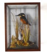 Taxidermy Eurasian Kingfisher (Alcedo atthis) set in naturalistic setting on branch with foliage sey