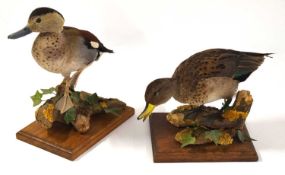 Modern Taxidermy brace of Icelandic Teal Ducks (Anas crecca) both perched on logs in naturalistic