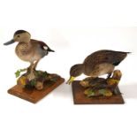 Modern Taxidermy brace of Icelandic Teal Ducks (Anas crecca) both perched on logs in naturalistic