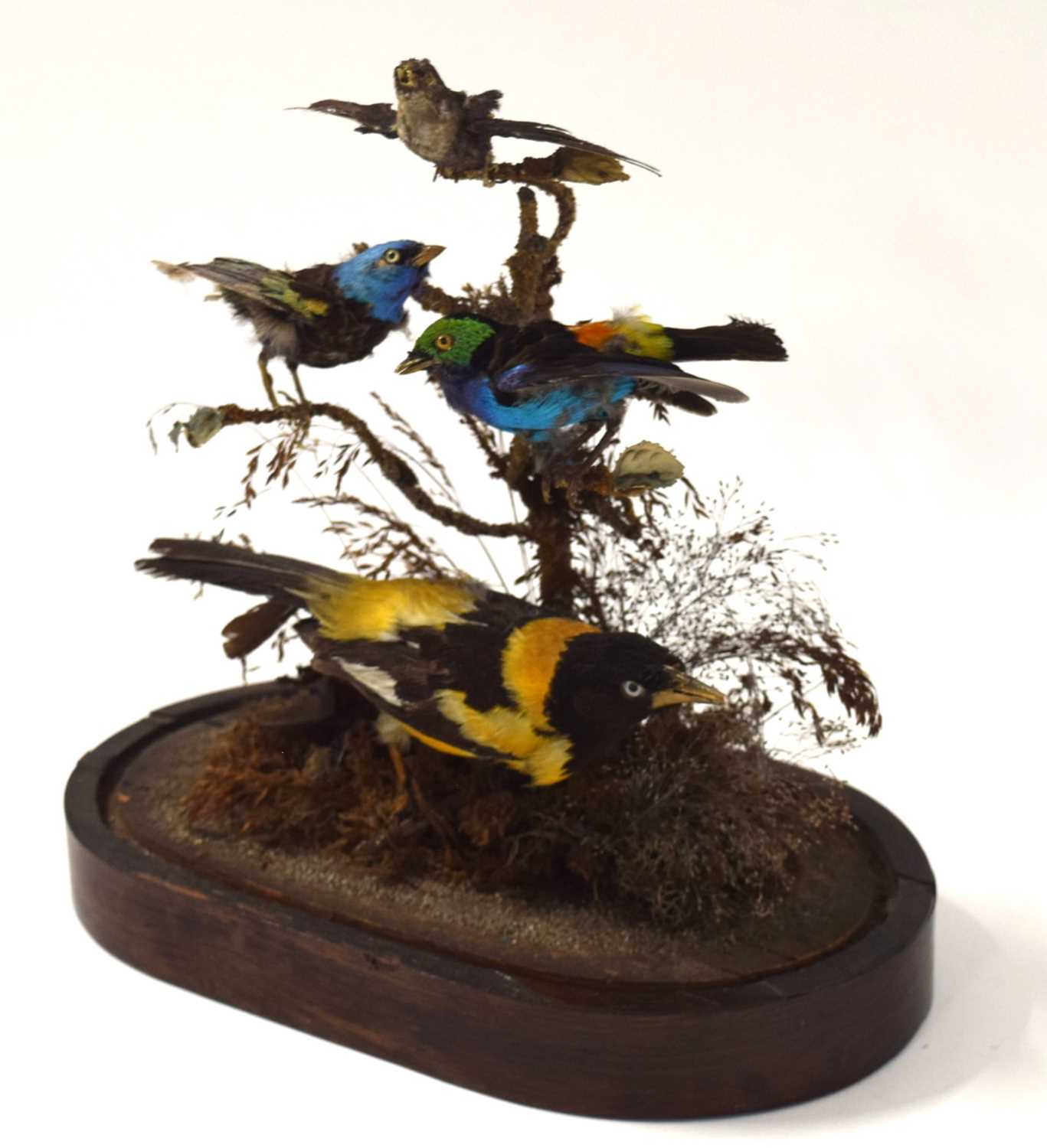 Victorian Taxidermy diorama of birds of paradise and exotic birds under glass dome to include - Image 3 of 6