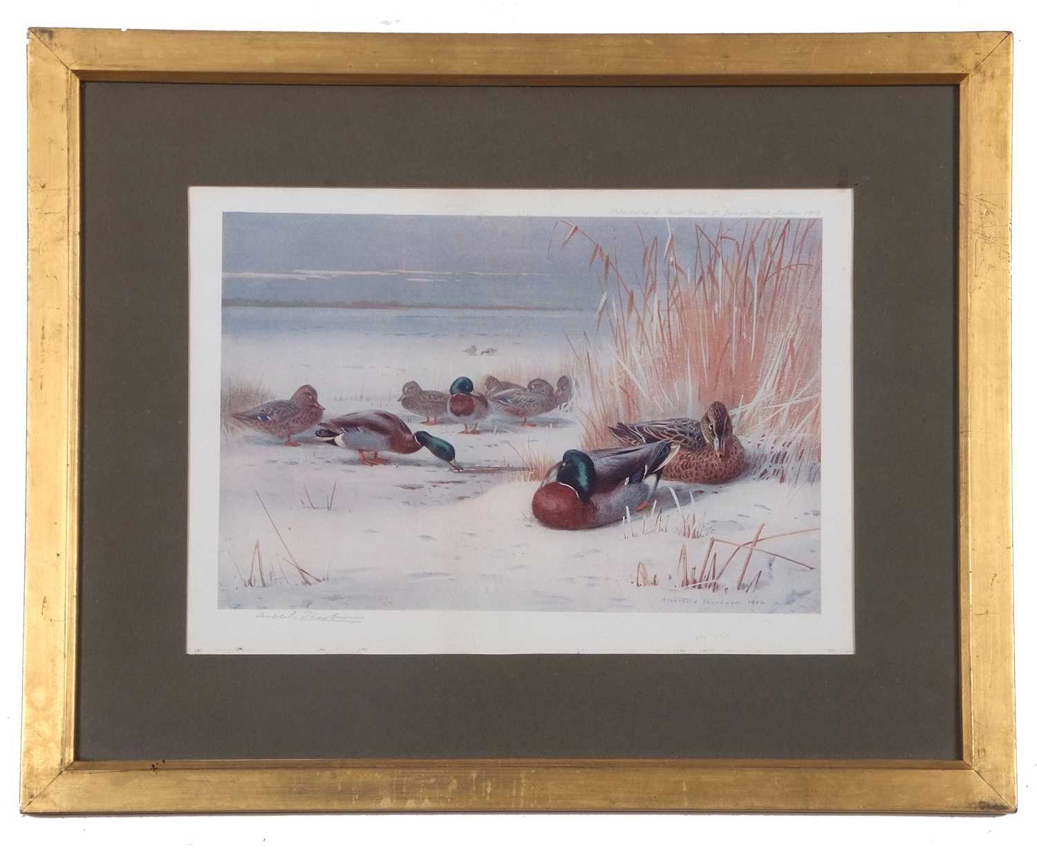 Archibald T. Thorburn (1860-1935), A set of twelve; Gamebirds, Wildfowl and Shorebirds, coloured - Image 15 of 25