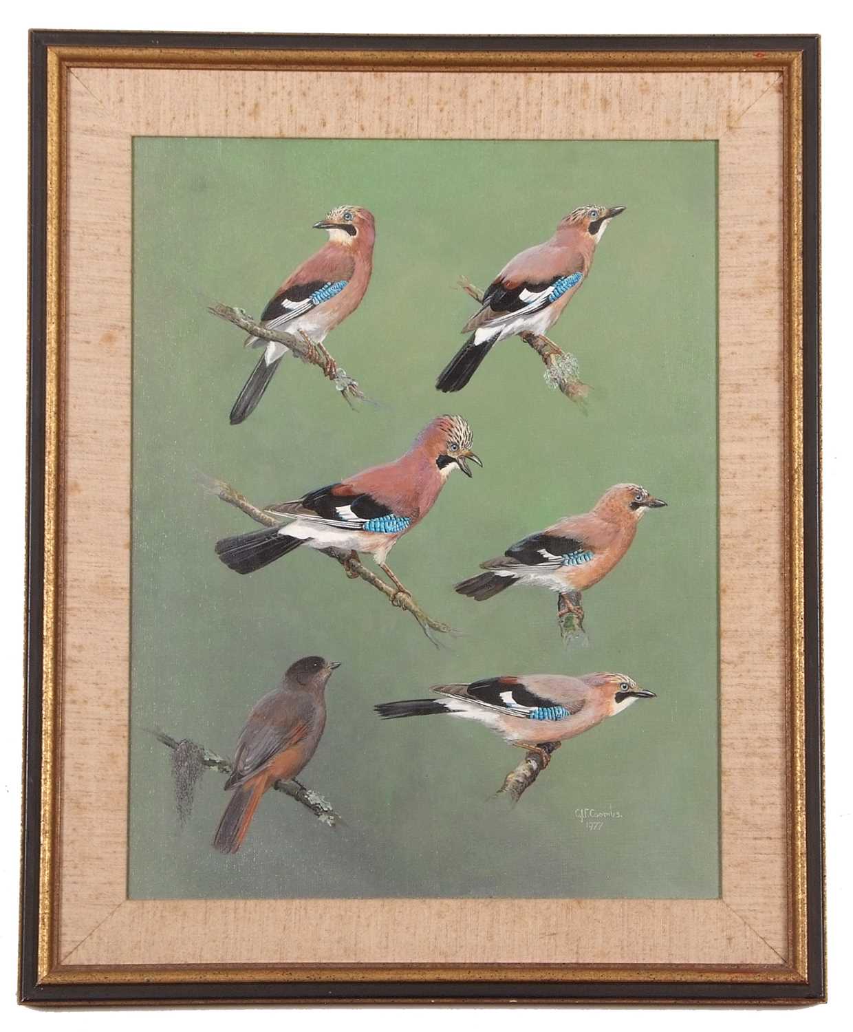 C.J.F. Coombes (British, 20th century), studies of Jays and Thrush (?), acrylic on board, signed and - Image 2 of 2