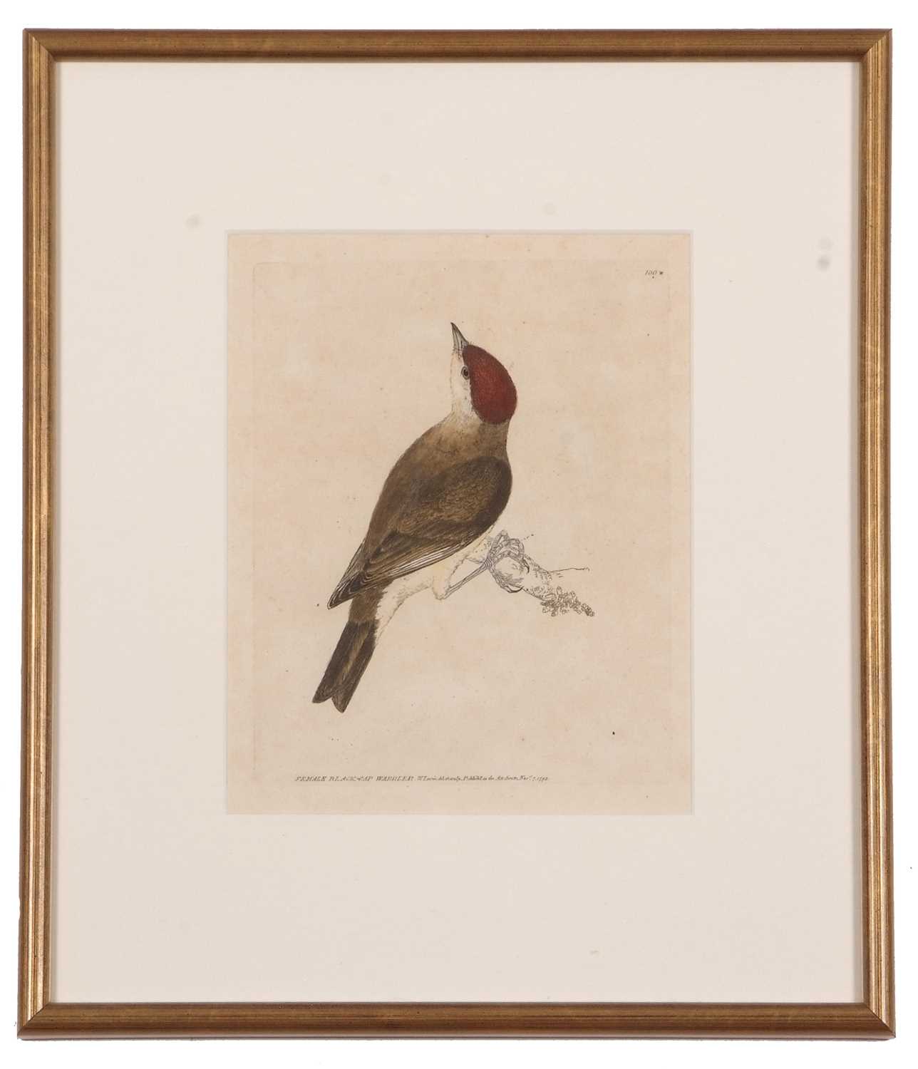 William Lewin (British,18th century), 'Black Cap Warbler' and 'Female Black Cap Warbler' hand - Image 4 of 5