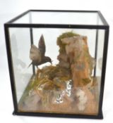 Taxidermy case/diorama of Starlings (Sturnus Vulgaris) and chicks in nest setting, case measurements