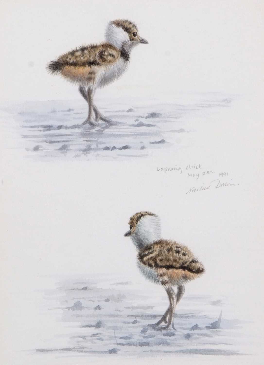 British School, 20th century, 'Lapwing Chick', watercolour, indistinctly signed, dated May 25th