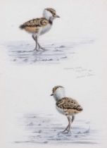 British School, 20th century, 'Lapwing Chick', watercolour, indistinctly signed, dated May 25th