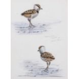 British School, 20th century, 'Lapwing Chick', watercolour, indistinctly signed, dated May 25th