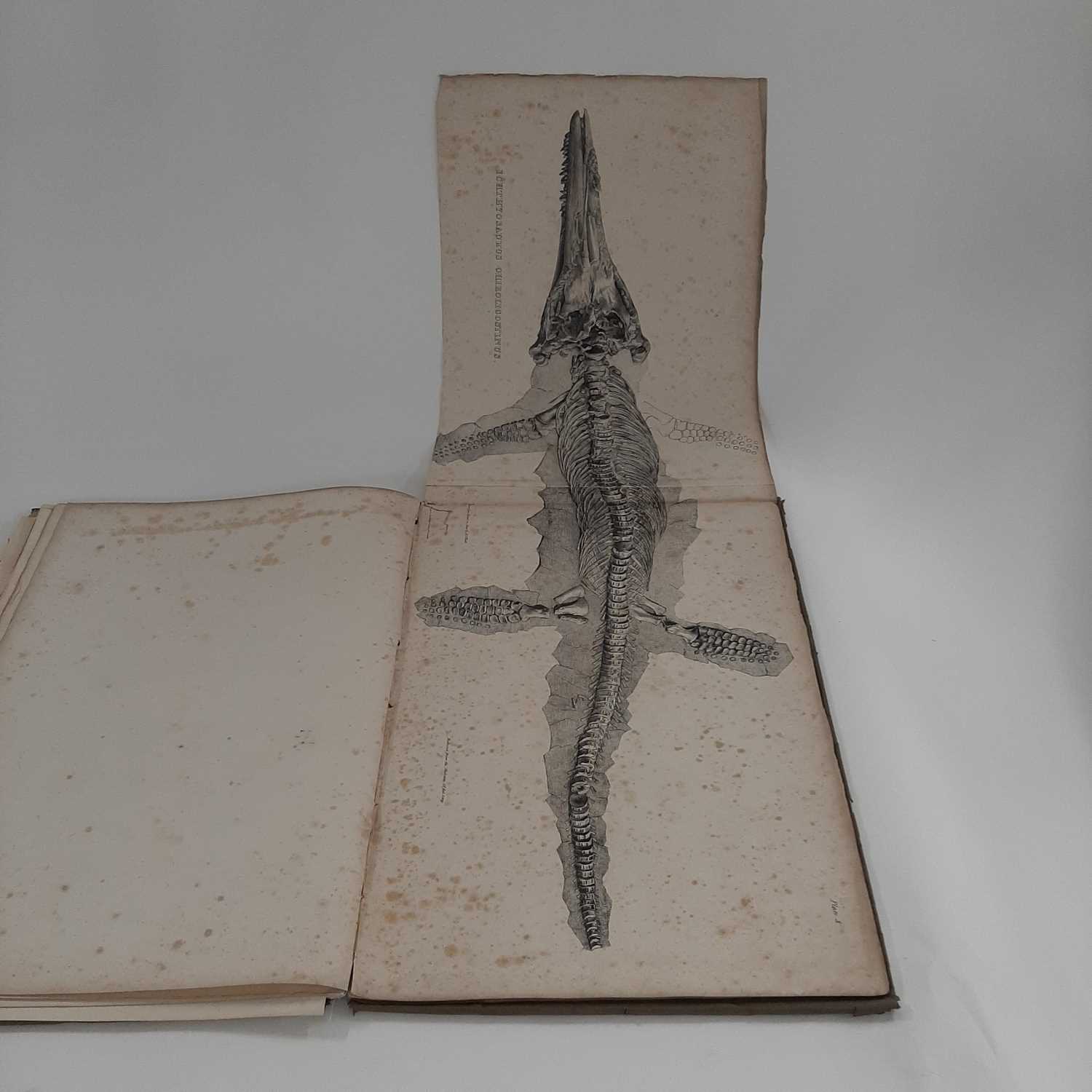 Hawkins (Thomas). Memoirs of Ichthyosauri and Plesiosauri, Extinct Monsters of the Ancient Earth, - Image 15 of 21