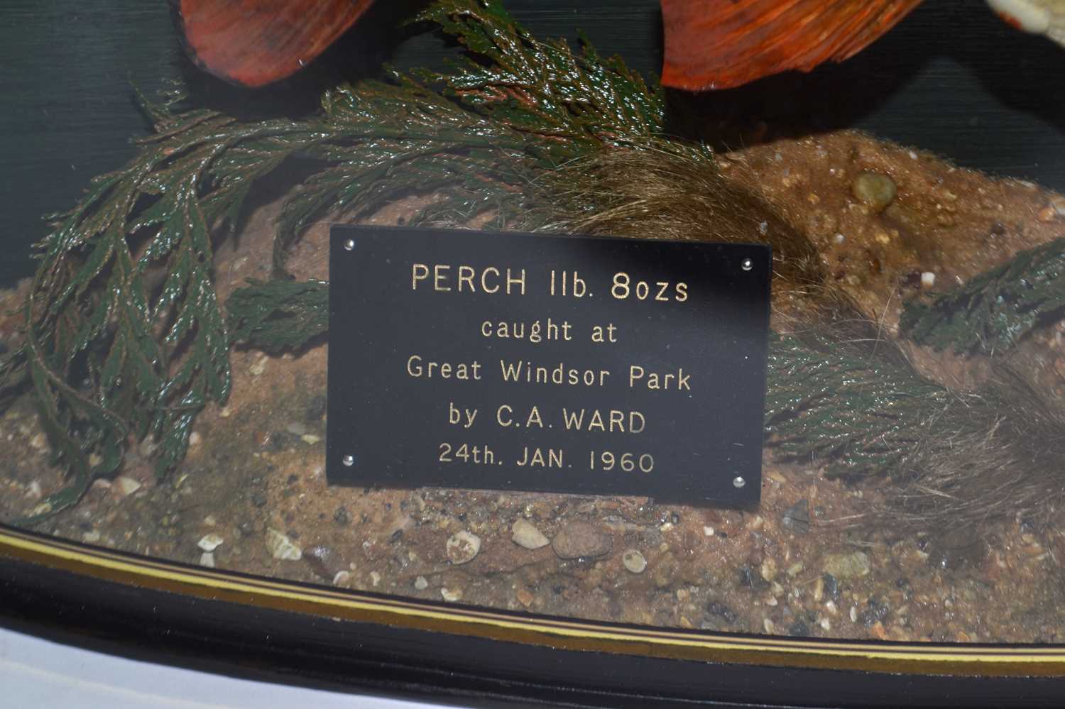 20th Century taxidermy cased Perch, set in naturalistic setting with bow front glass case with - Image 4 of 4