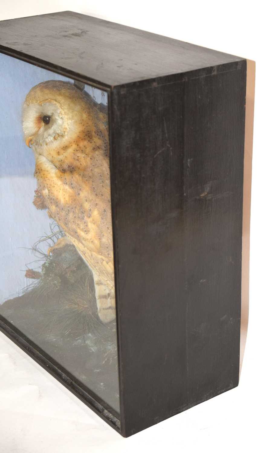 Late Victorian Taxidermy cased Barn Owl (Tyto alba) set in naturalistic setting perched on branch - Image 5 of 5
