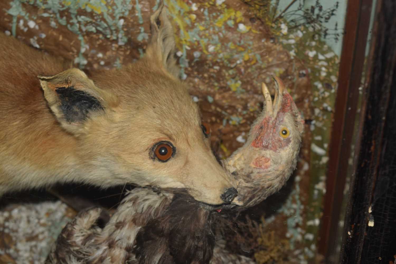 Late 19th / Early 20th century taxidermy cased Fox (vulpes vulpes) attacking a chicken, set in - Image 3 of 7