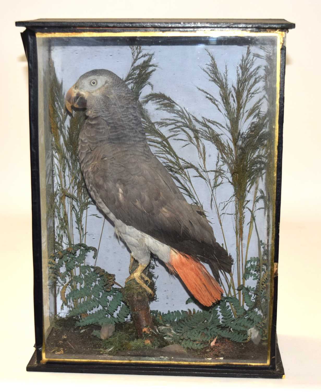 Victorian / Early 20th Century Taxidermy cased African grey Parrot (Psittacus erithacus) by - Image 2 of 6