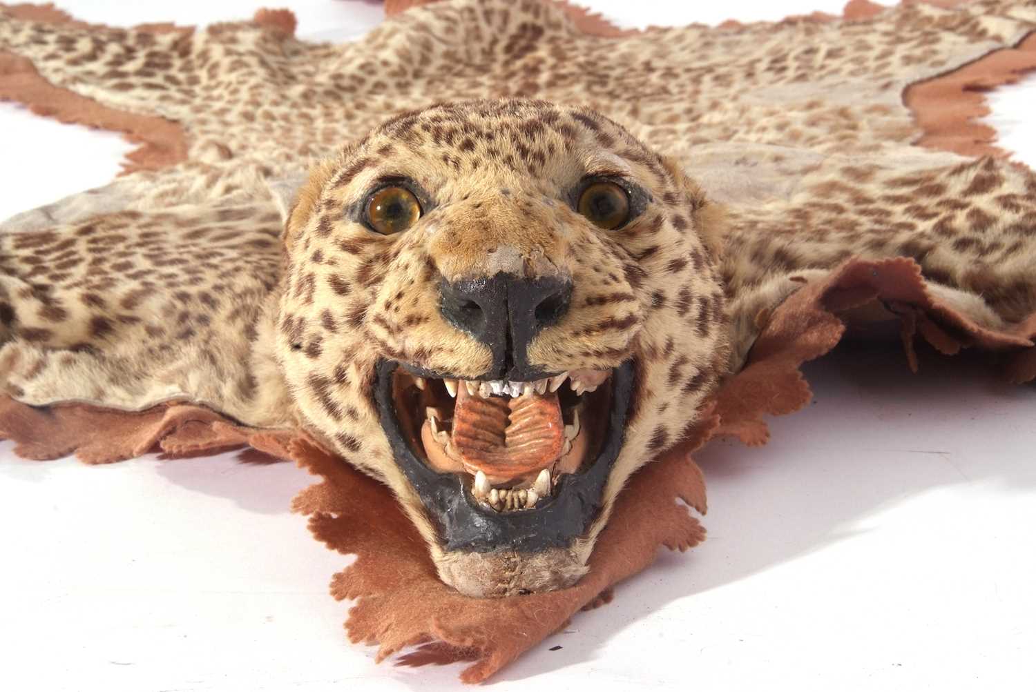 A Juvenile Leopard (Panthera pardus) skin rug on a brown felt mount by the Theobald Bros of - Image 2 of 7