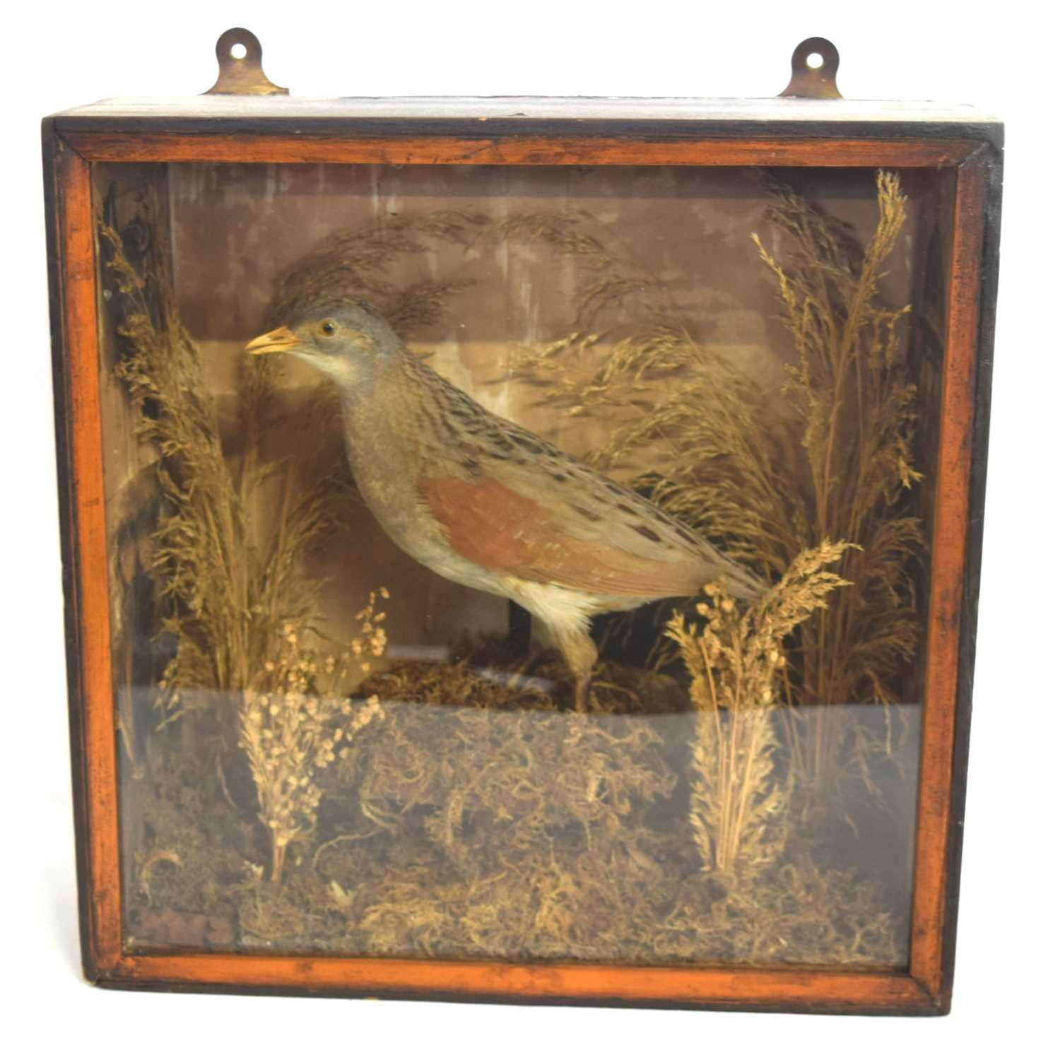 Victorian taxidermy cased Corncrake (crex crex) in pine wooden case. Set in naturalistic setting - Image 2 of 7