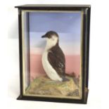 Late Victorian taxidermy cased Little Hawk by W. Lowne, Naturalist, 40 Fuller's Hill, Great