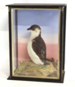Late Victorian taxidermy cased Little Hawk by W. Lowne, Naturalist, 40 Fuller's Hill, Great
