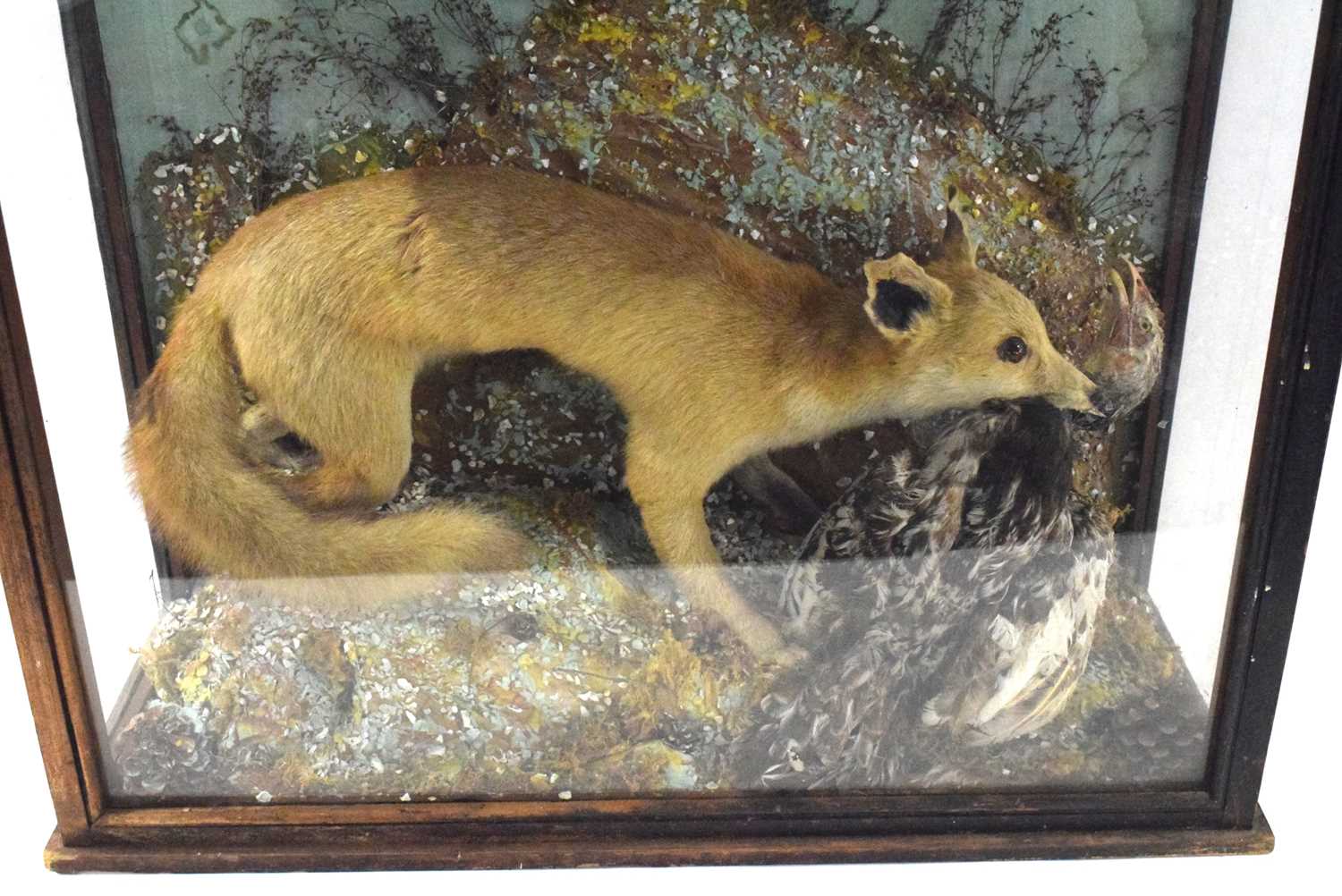 Late 19th / Early 20th century taxidermy cased Fox (vulpes vulpes) attacking a chicken, set in - Image 2 of 7