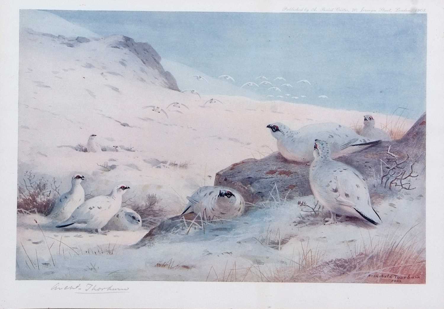 Archibald T. Thorburn (1860-1935), A set of twelve; Gamebirds, Wildfowl and Shorebirds, coloured - Image 11 of 25