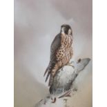 Raymond Watson (1935-1994), 'Sparrow Hawk', gouache on board, signed, 31x43cm, framed and glazed