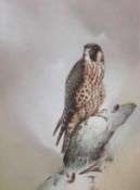 Raymond Watson (1935-1994), 'Sparrow Hawk', gouache on board, signed, 31x43cm, framed and glazed