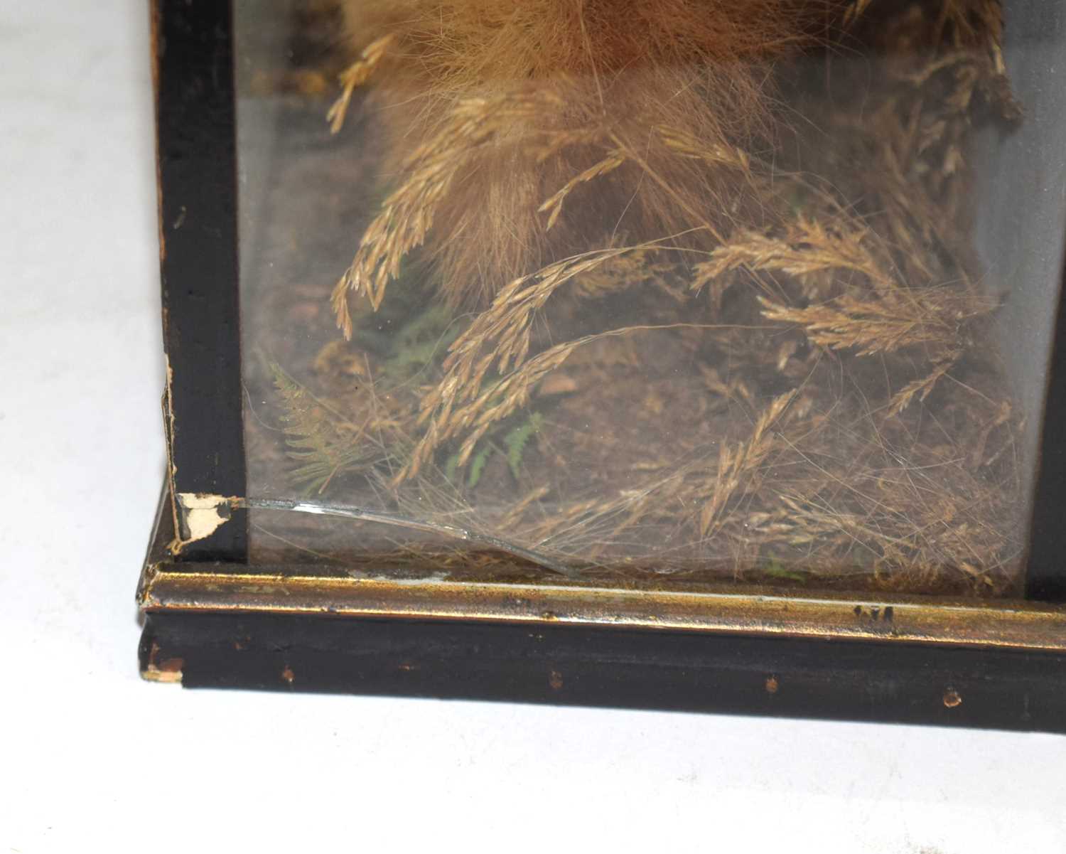 Late 19th early 20th century Taxidermy Cased Red Squirrel (Sciurus vulgaris) with wallpaper stuck to - Image 6 of 6