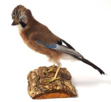 20th century Taxidermy Eurasian Jay (Garrulus glandarius) mounted on wooden log