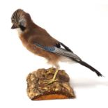 20th century Taxidermy Eurasian Jay (Garrulus glandarius) mounted on wooden log