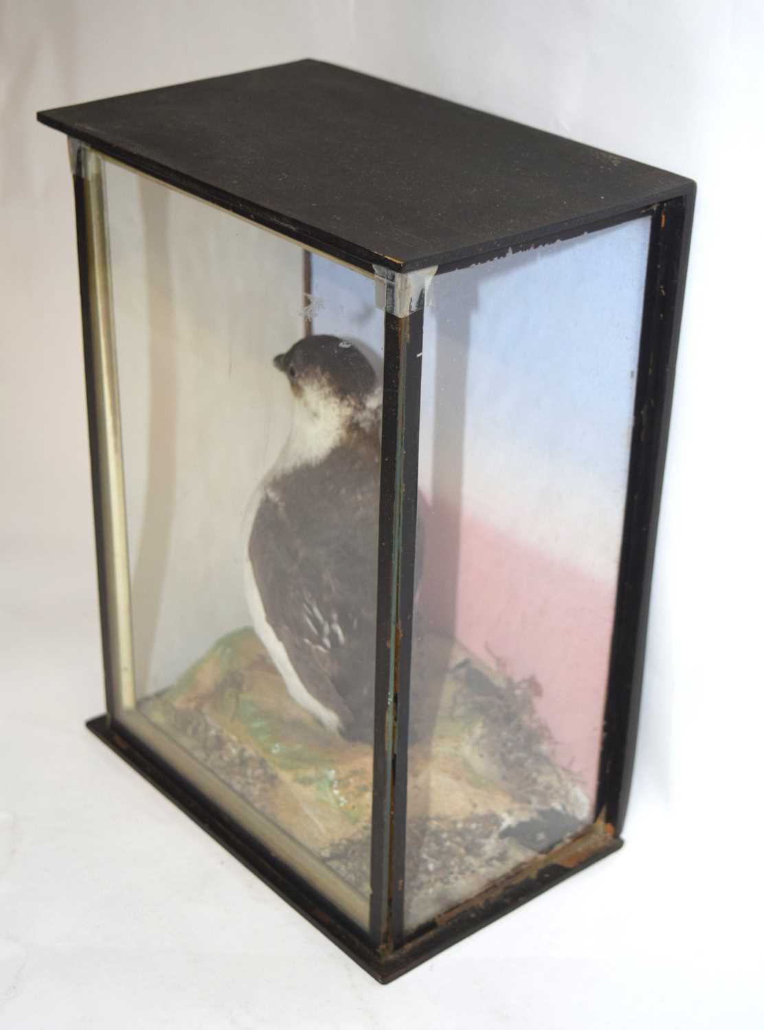 Late Victorian taxidermy cased Little Hawk by W. Lowne, Naturalist, 40 Fuller's Hill, Great - Image 2 of 5