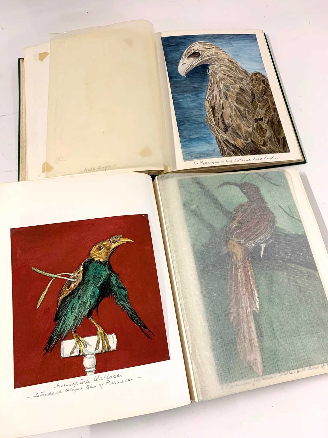 British School mid 20th century - Two incomplete albums of largely Southern Hemisphere birds in - Image 6 of 10
