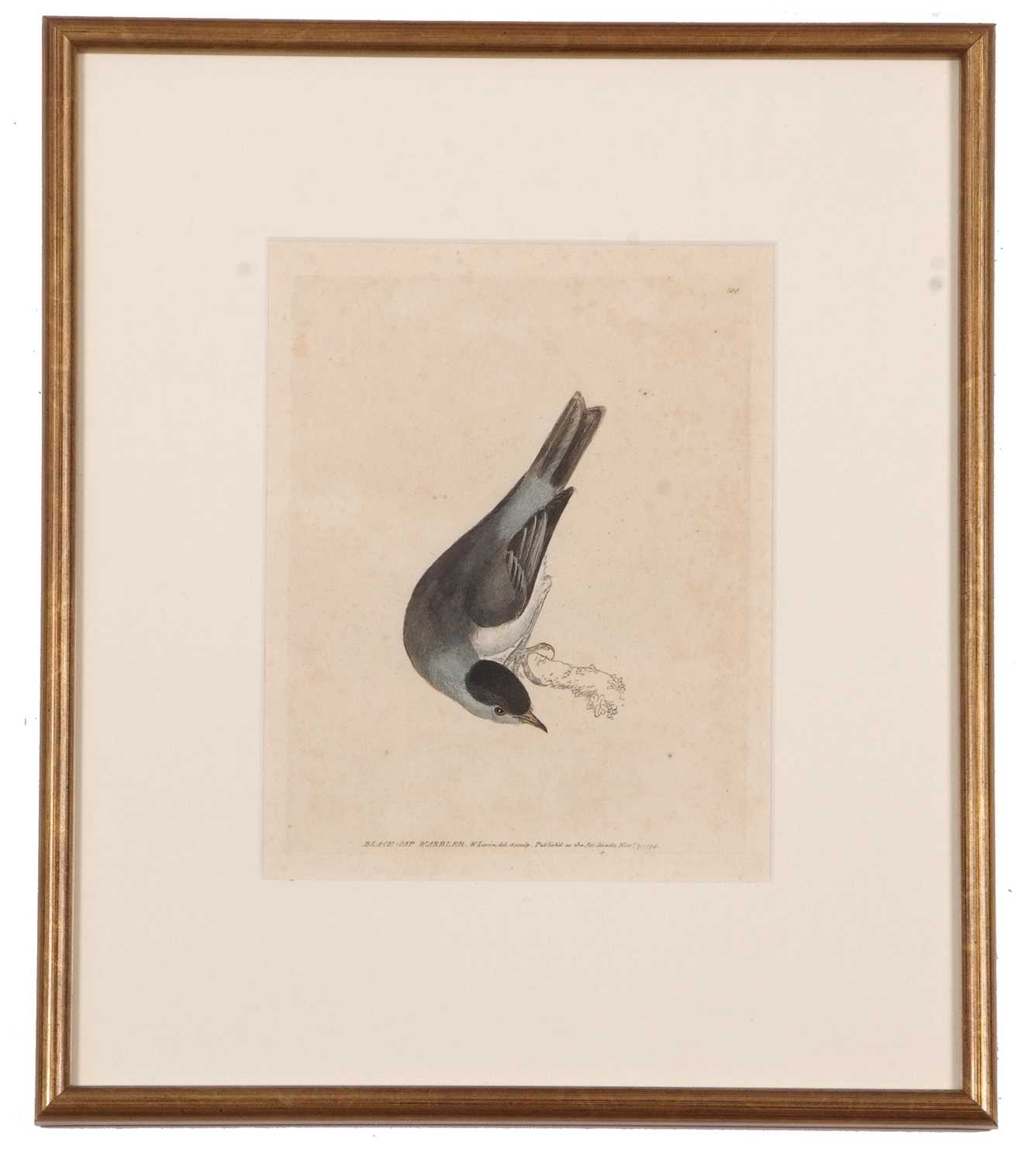 William Lewin (British,18th century), 'Black Cap Warbler' and 'Female Black Cap Warbler' hand - Image 5 of 5