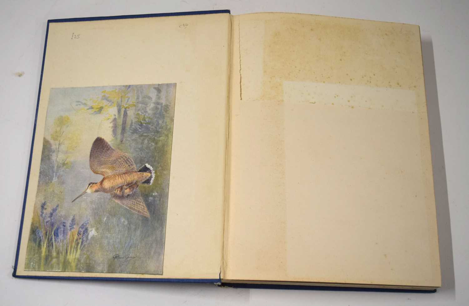 Ornithological book interest: Birds in Flight 1st edition 1922 by W.P.Pycraft. 12-mounted colour - Image 3 of 8