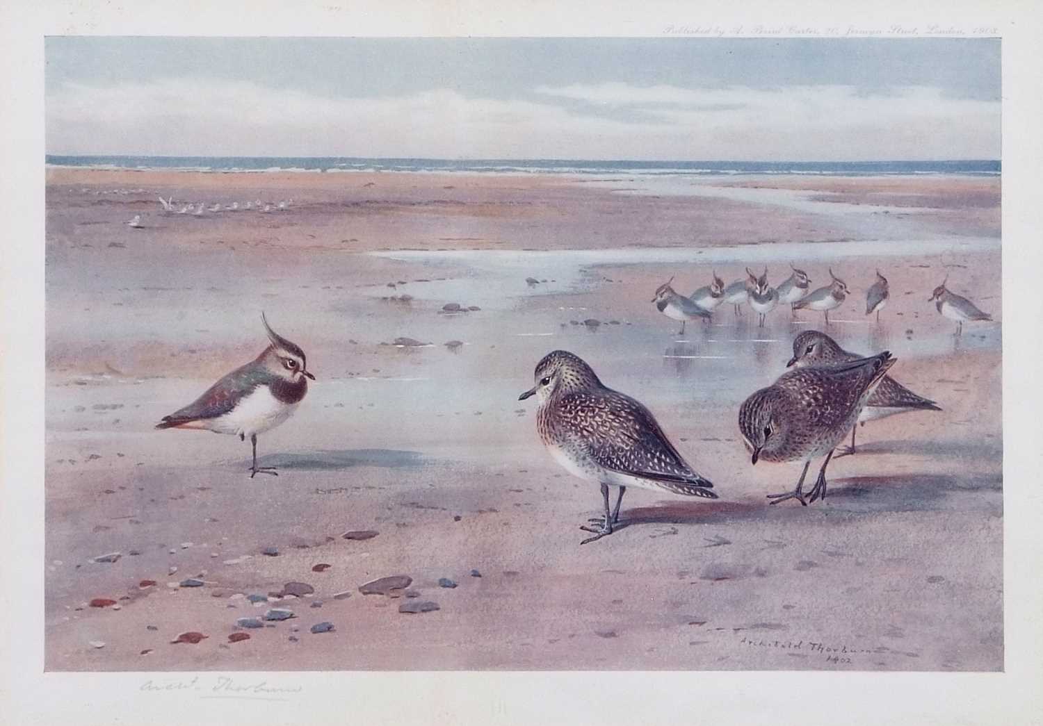 Archibald T. Thorburn (1860-1935), A set of twelve; Gamebirds, Wildfowl and Shorebirds, coloured - Image 6 of 25