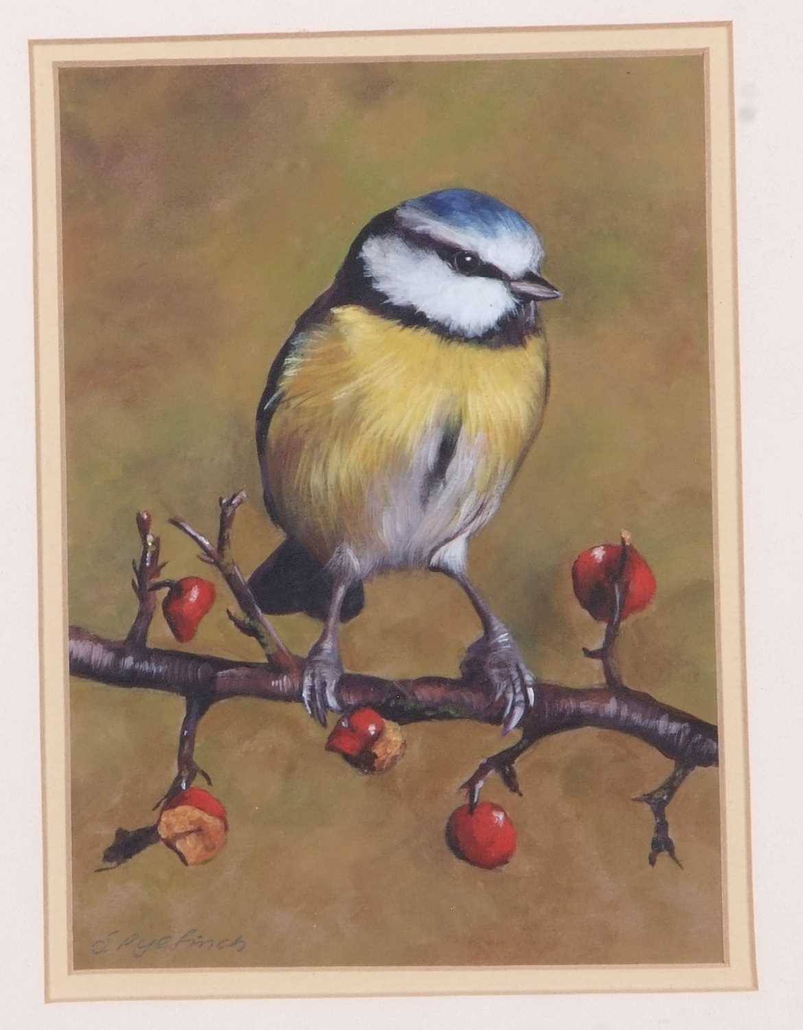 Sarah Pyefinch (British, 20th/ 21st century), Bluetit, gouache, signed,12x17cm, framed and glazed