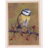 Sarah Pyefinch (British, 20th/ 21st century), Bluetit, gouache, signed,12x17cm, framed and glazed