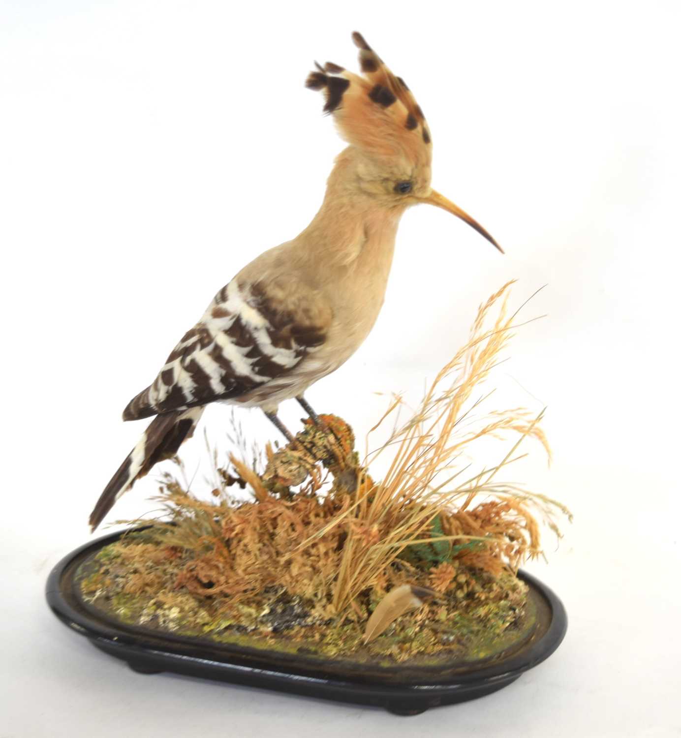 Late 19th /Early 20th century taxidermy Eurasian Hoopoe (Upupa epops) set under glass dome, - Image 3 of 3