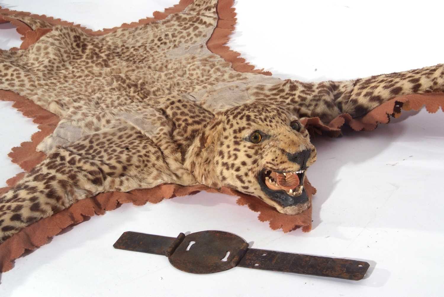 A Juvenile Leopard (Panthera pardus) skin rug on a brown felt mount by the Theobald Bros of - Image 4 of 7