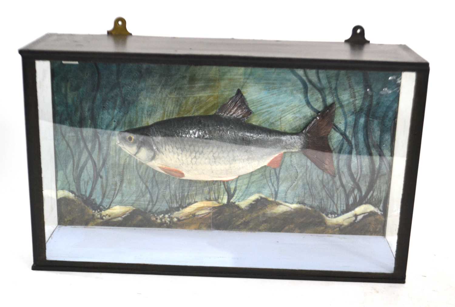A cased taxidermy cast cased Roach fish by taxidermist Henry Mullins of Basingstoke. case