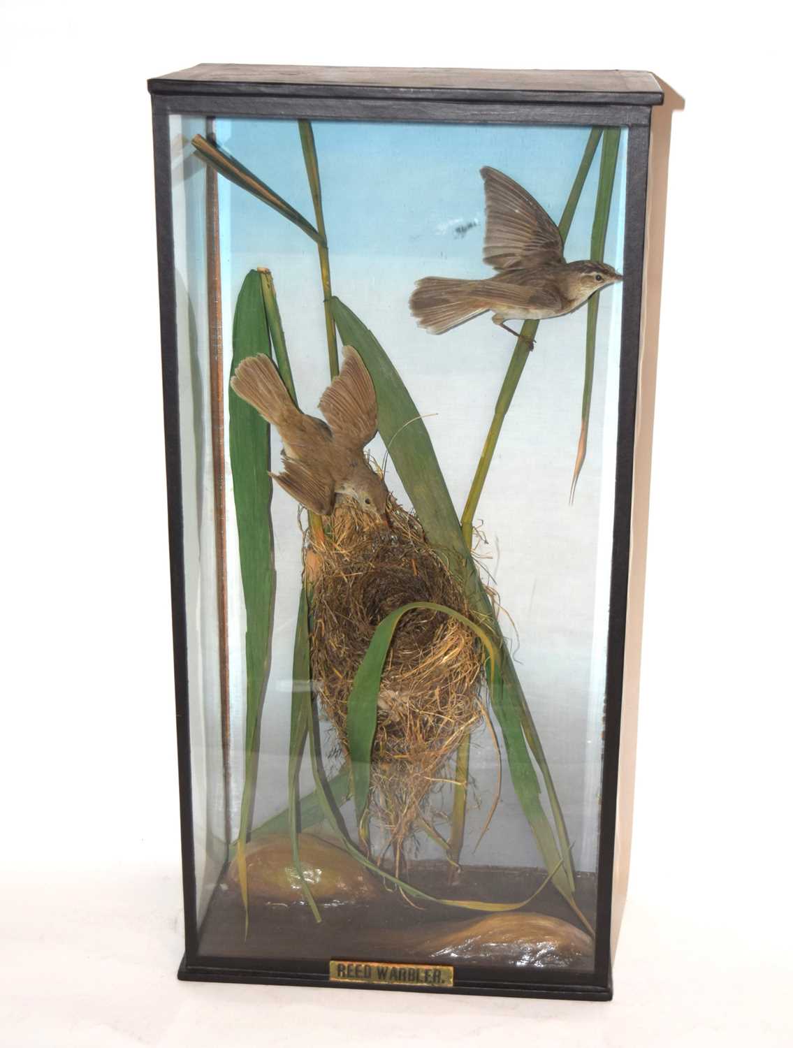 Is a Late Victorian taxidermy cased diorama of two Reed Warblers (Acrocephalus scirpaceus) by John