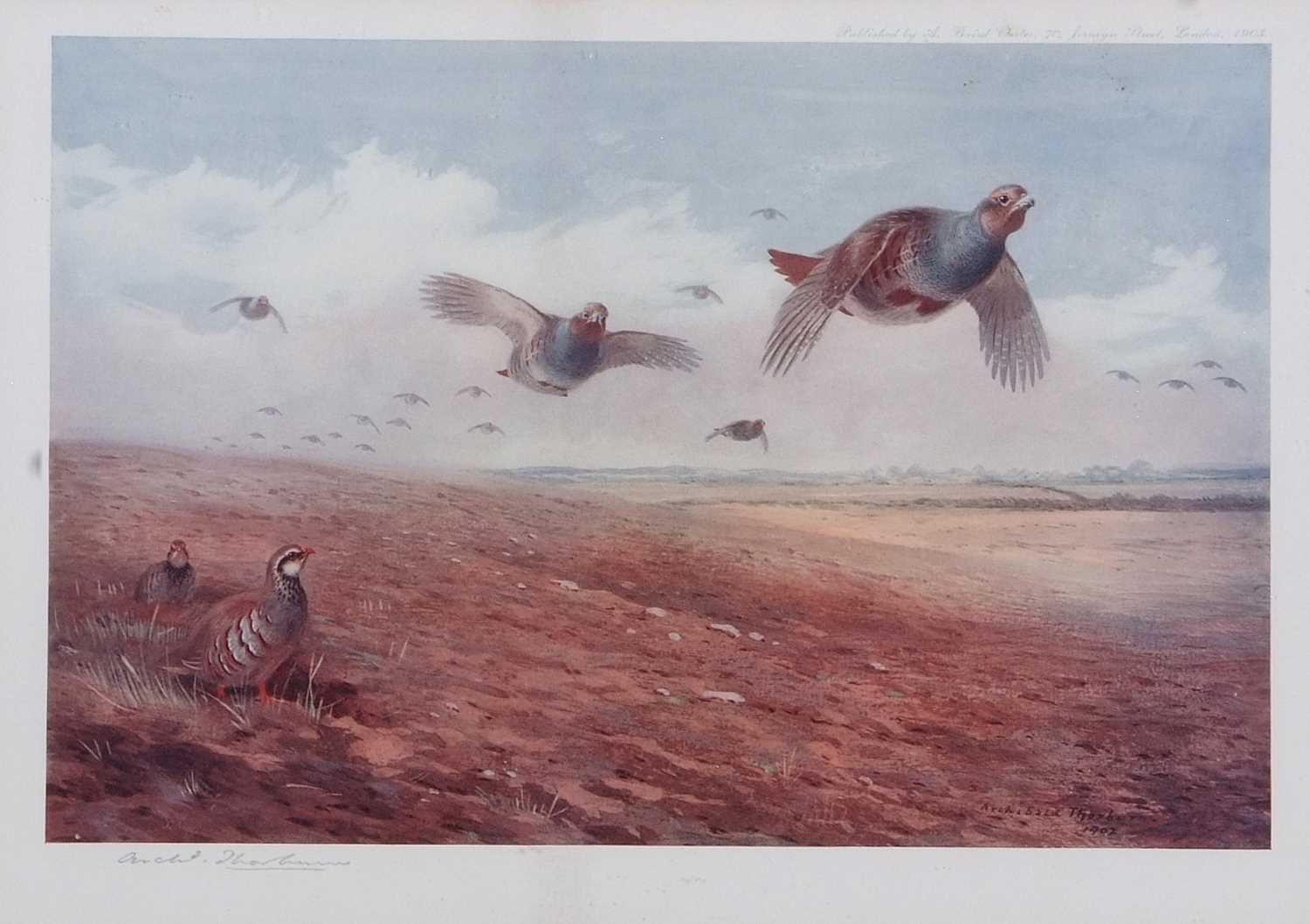 Archibald T. Thorburn (1860-1935), A set of twelve; Gamebirds, Wildfowl and Shorebirds, coloured - Image 2 of 25