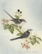 Andrew Osborne (British) Long Tailed Tit, watercolour, signed, 8x10.5ins, framed and glazed