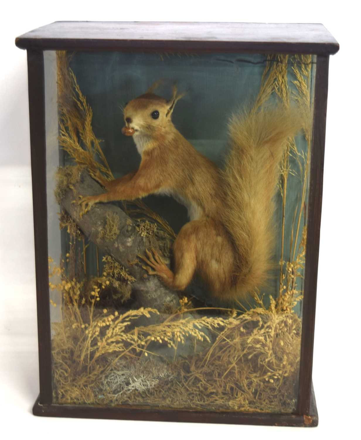 Victorian taxidermy cased red squirrel (Sciurus vulgaris) with nut in mouth in three glass Pannel