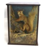 Victorian taxidermy cased red squirrel (Sciurus vulgaris) with nut in mouth in three glass Pannel