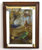 Late Victorian / early 20th century taxidermy diorama of exotic birds of paradise to include humming